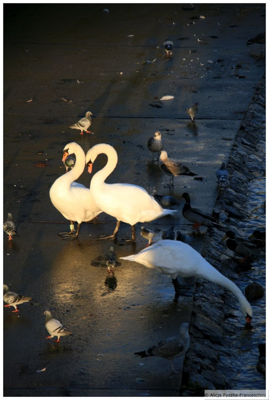 Exeter Swans
