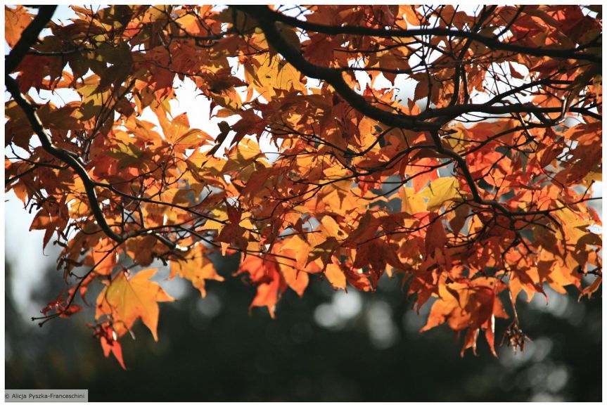 Autumn: “Quickly! Before It Finishes!”