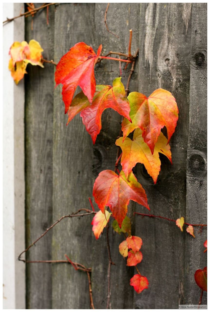 Place and Nature:&nbsp;Derby