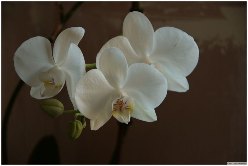 Just a postcard without a stamp. Happy New Year&nbsp;Everyone!