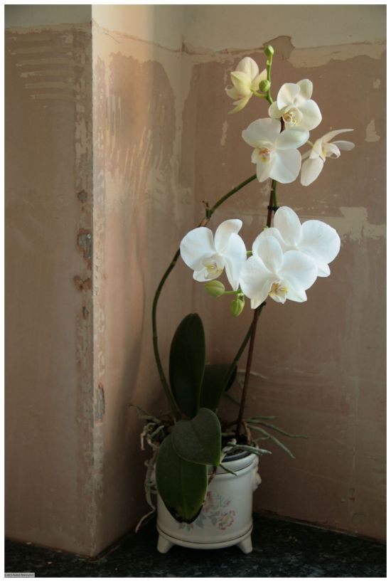 orchid