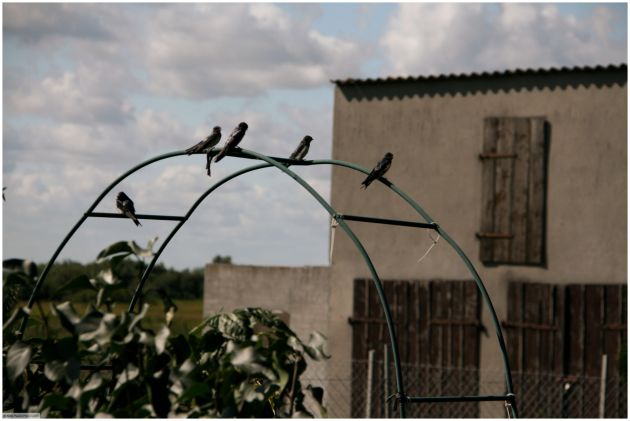 Life in the countryside