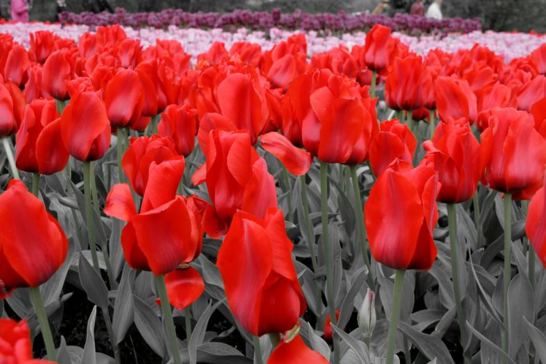 Polish Tulips