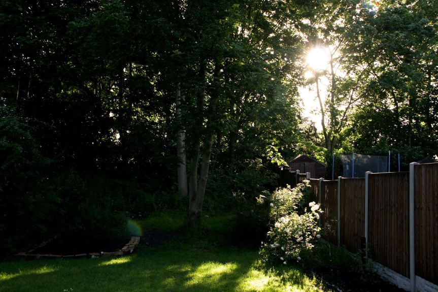 the sun shining on the roses