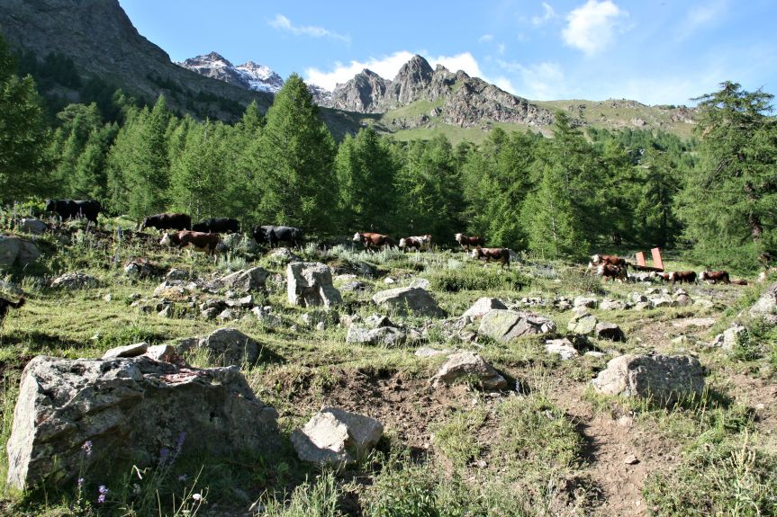 Aosta_cows