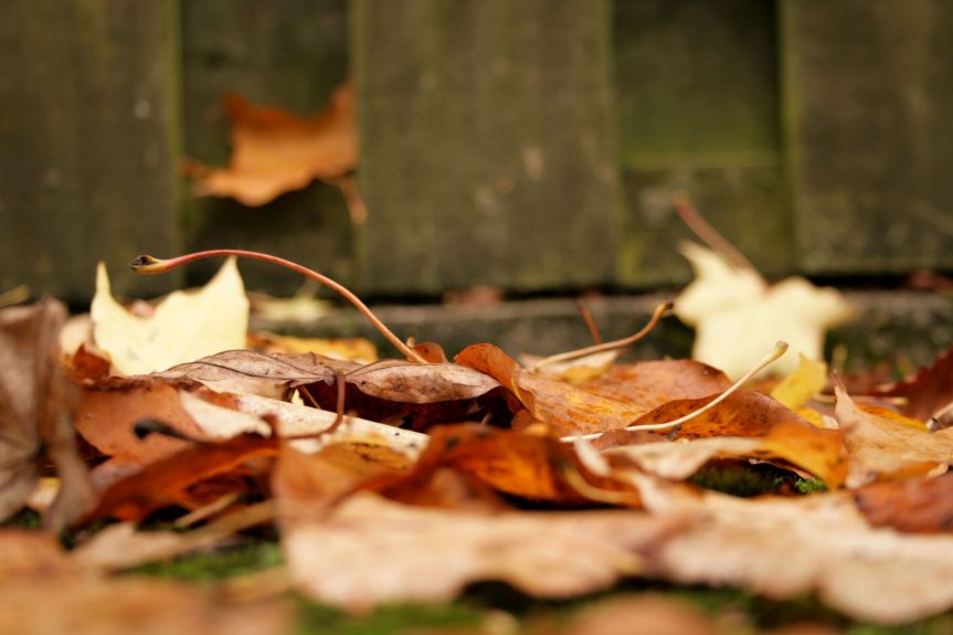 autumn leaves
