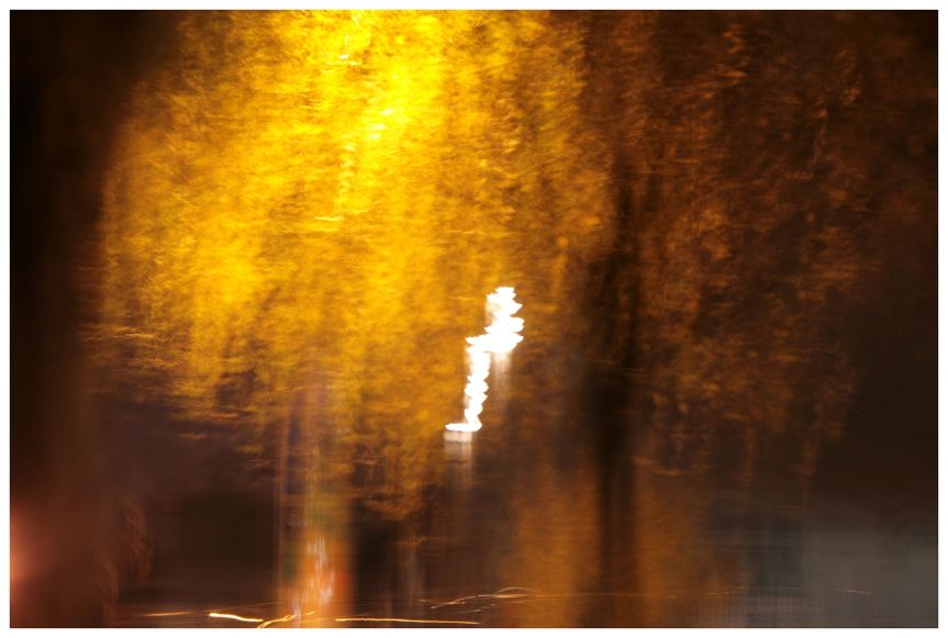 tree at night_Postcards without stamps