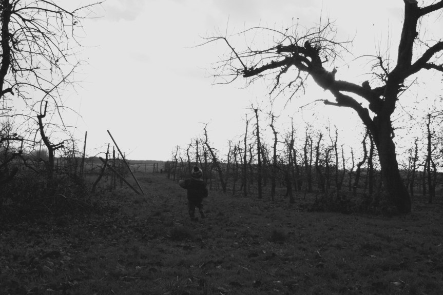 toddler among apple trees