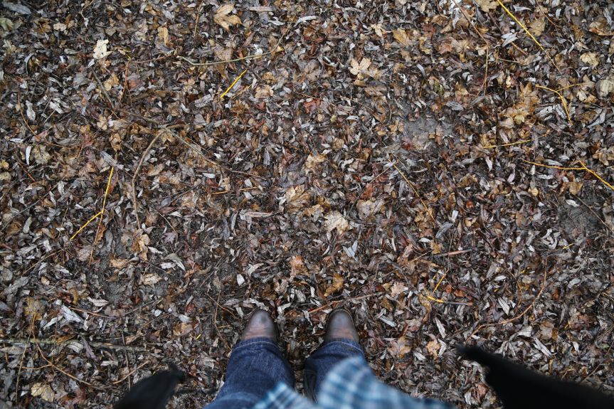 carpet of wet leaves