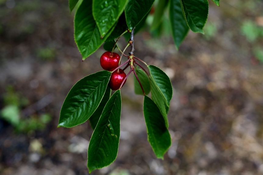 cherries 3