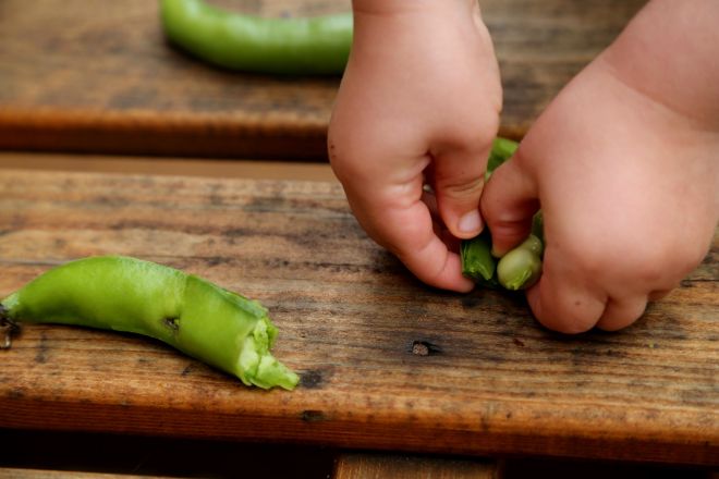 homegrown broadbeans