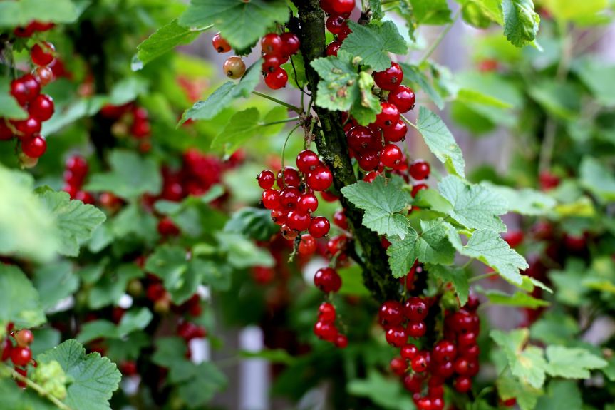 red currents
