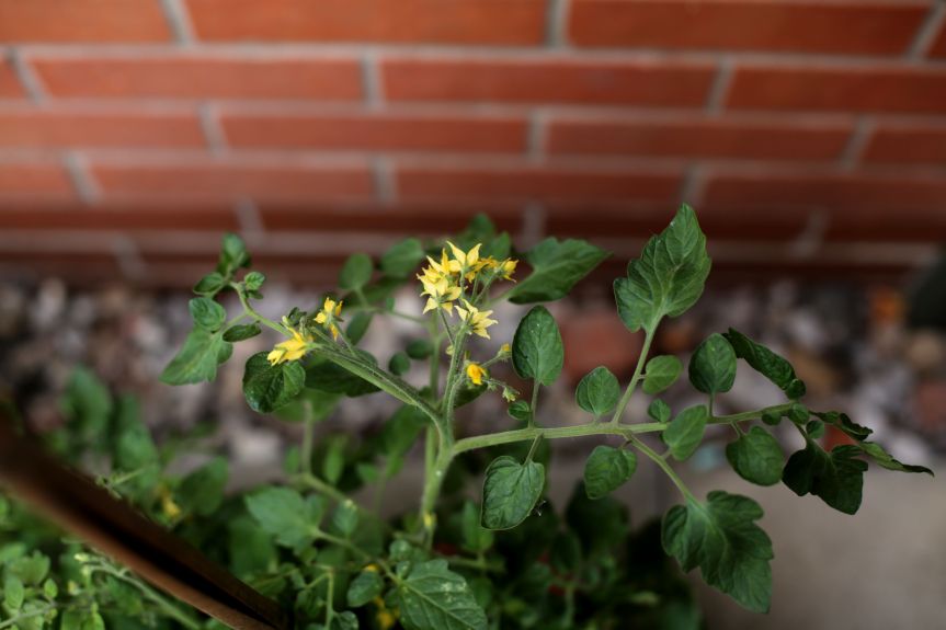 tomato flowers