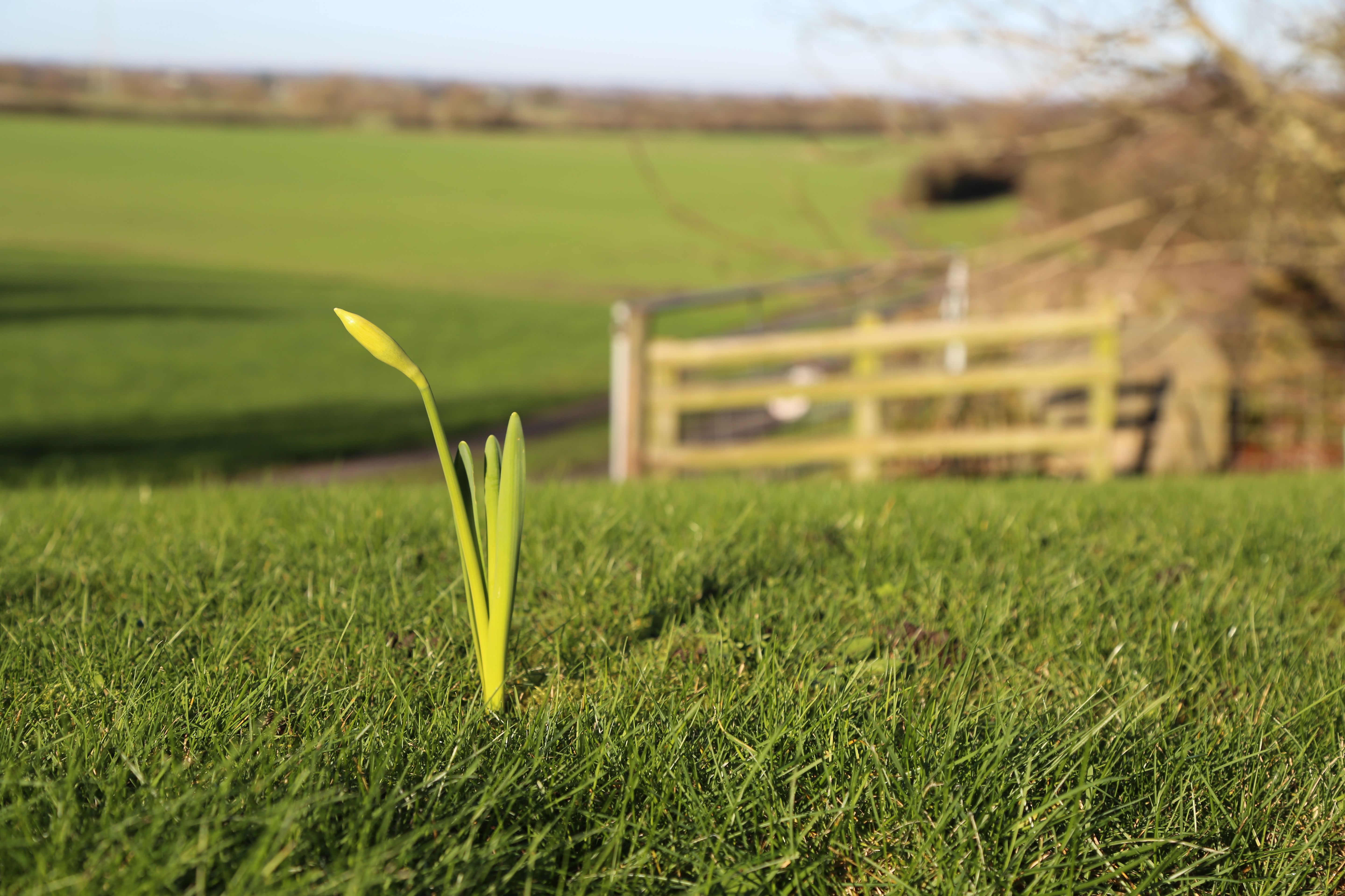 daffodils in winter