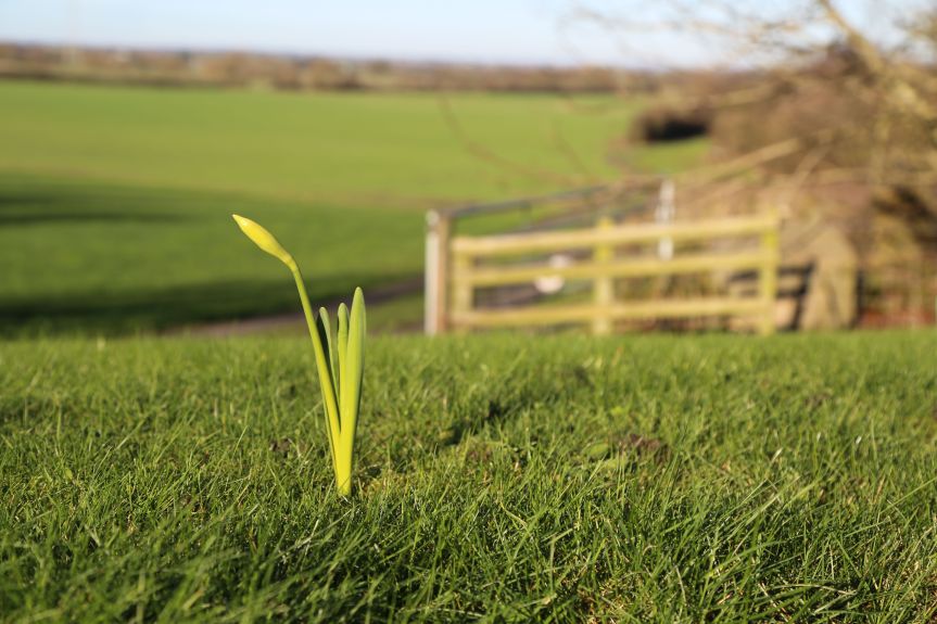 daffodils in winter