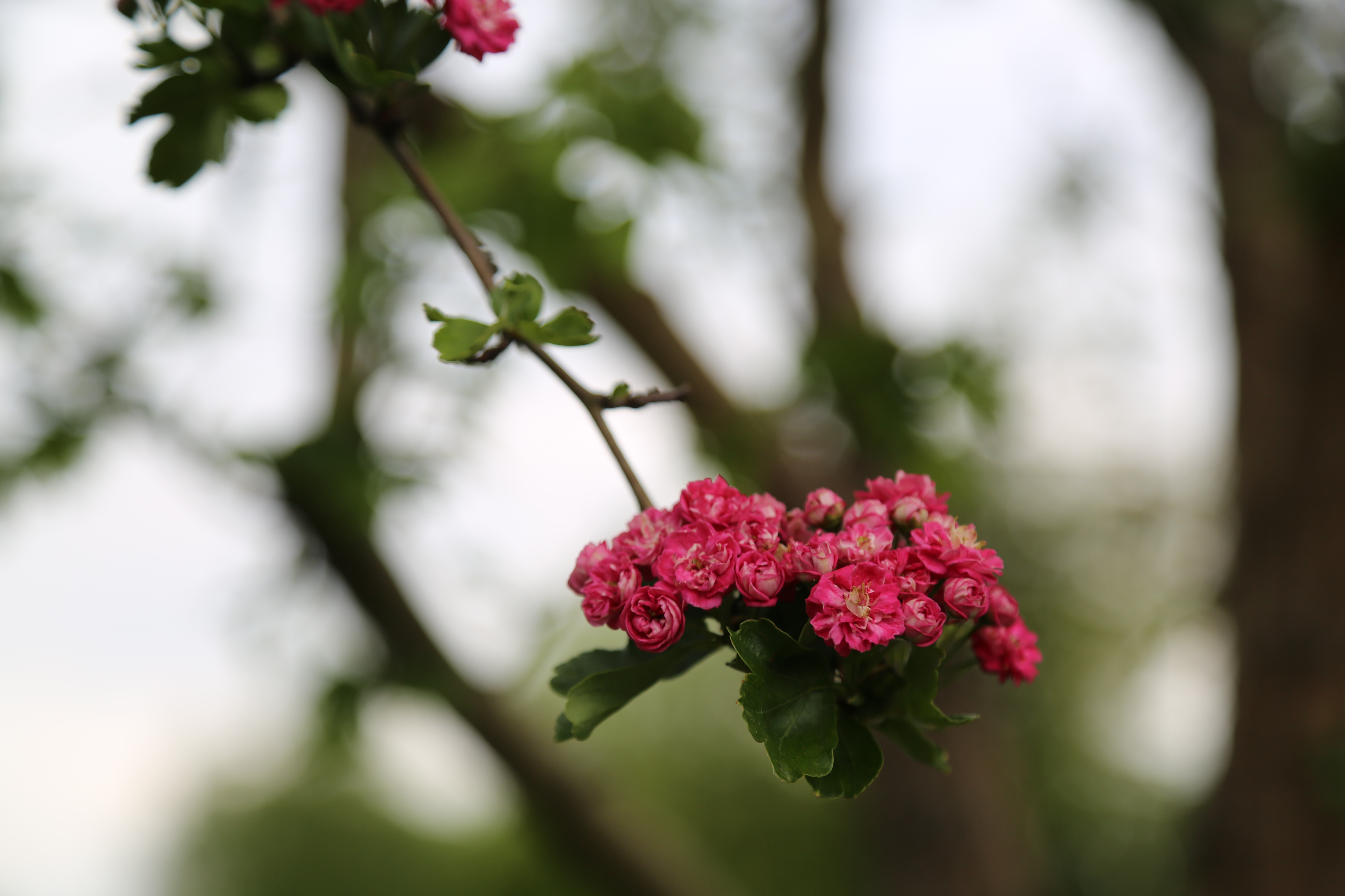 spring
