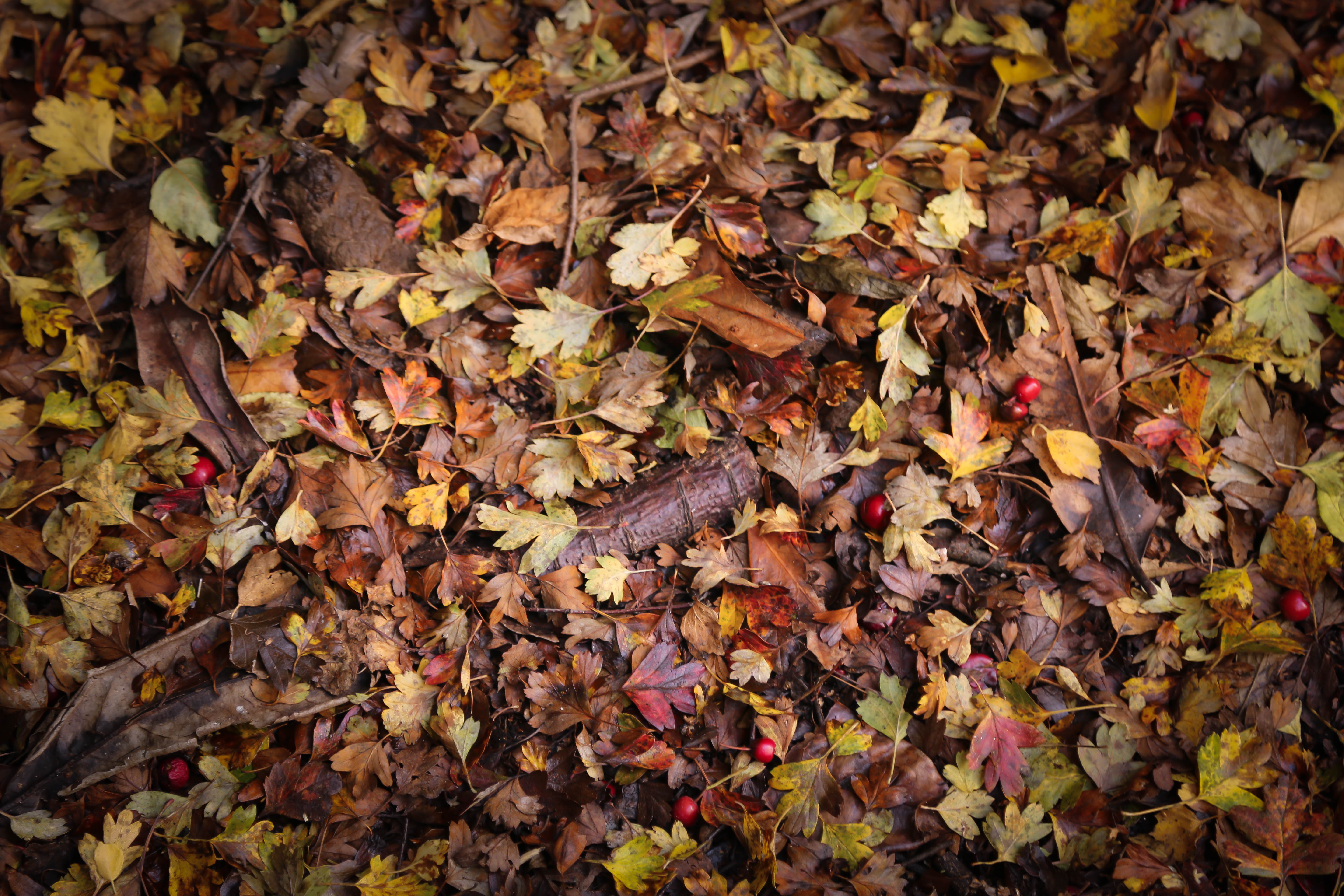 october-2016au-1-of-1