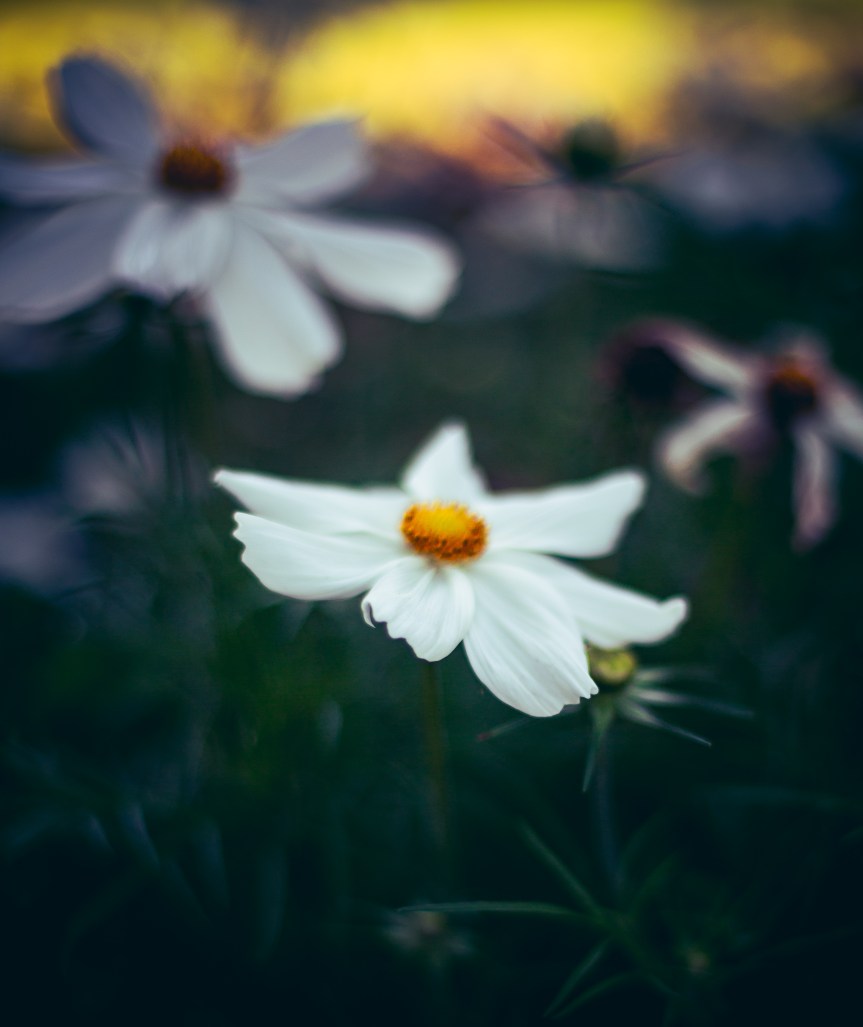 Waste to Art: Guest Post on Laudato Si&nbsp;Blog