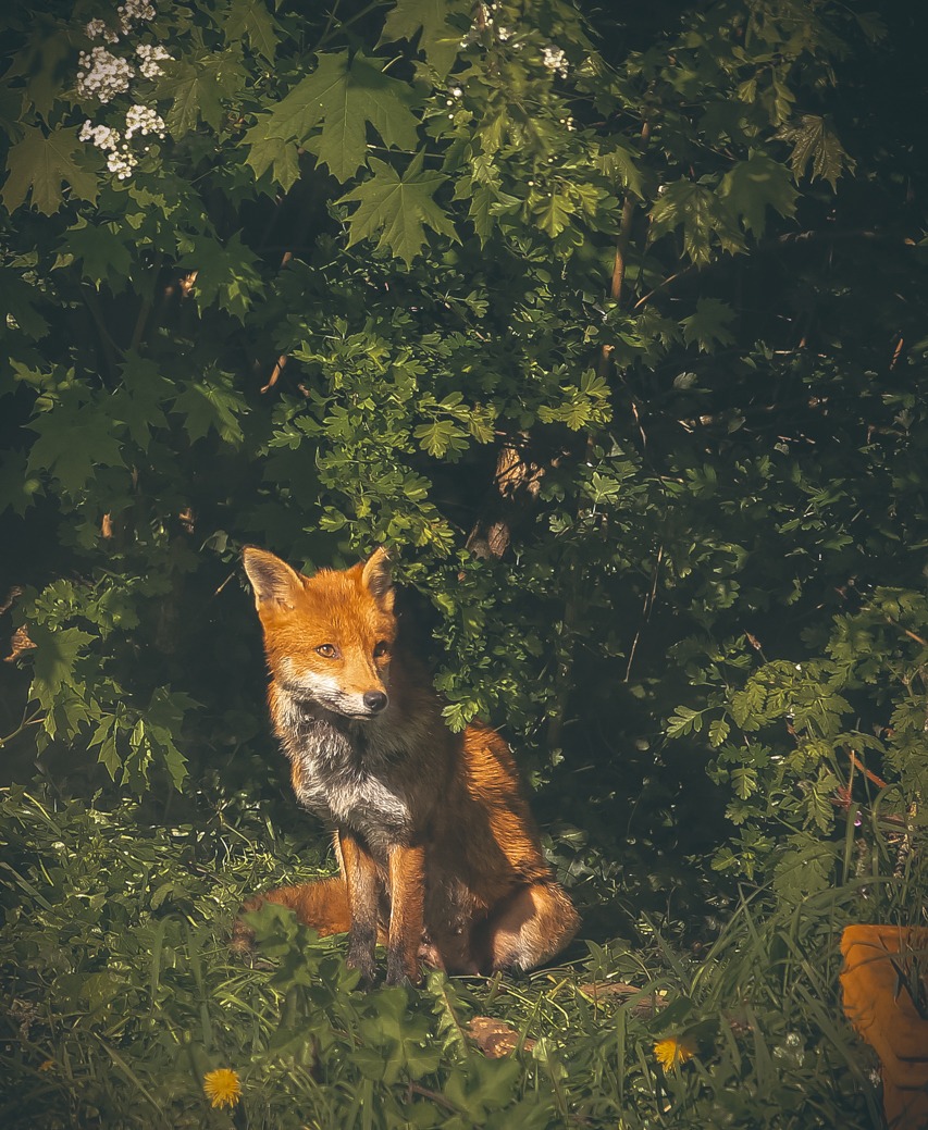 Wildlife photo of the&nbsp;week