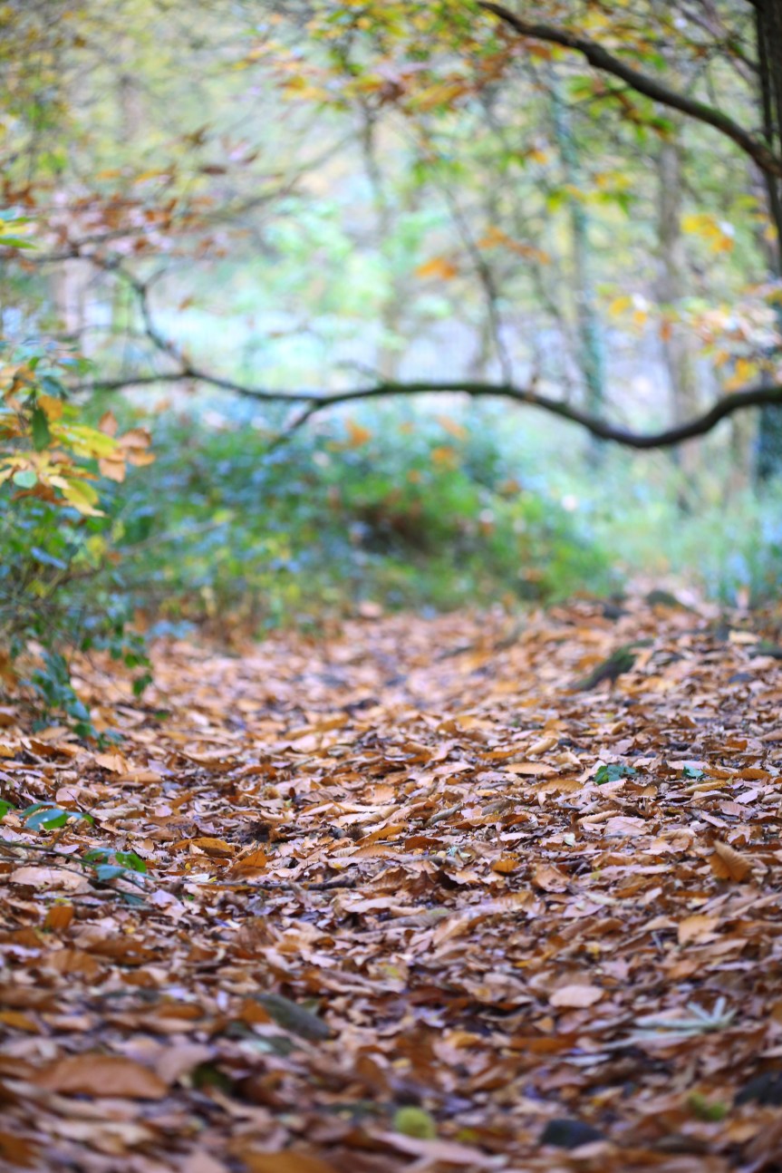 In and out of the woods: coping with writing&nbsp;anxiety